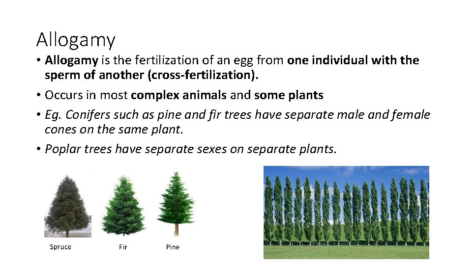 Allogamy • Allogamy is the fertilization of an egg from one individual with the