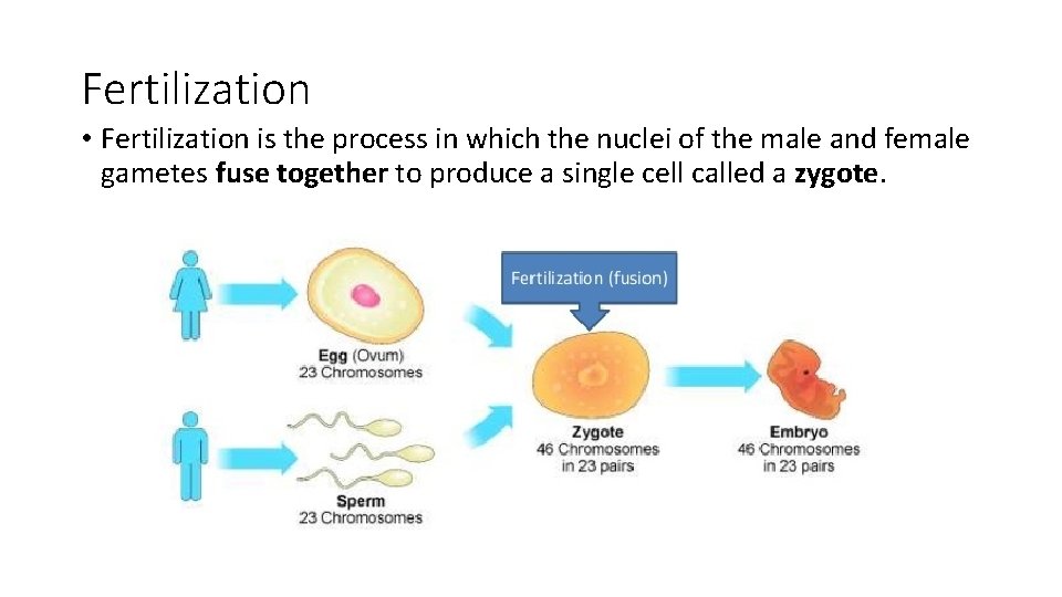 Fertilization • Fertilization is the process in which the nuclei of the male and