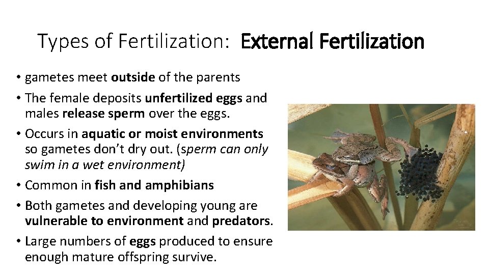 Types of Fertilization: External Fertilization • gametes meet outside of the parents • The