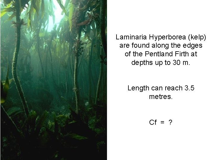 Laminaria Hyperborea (kelp) are found along the edges of the Pentland Firth at depths