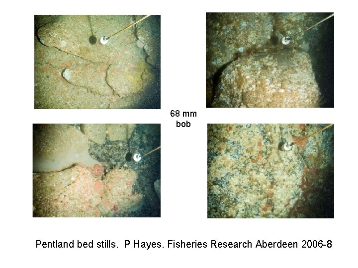 68 mm bob Pentland bed stills. P Hayes. Fisheries Research Aberdeen 2006 -8 