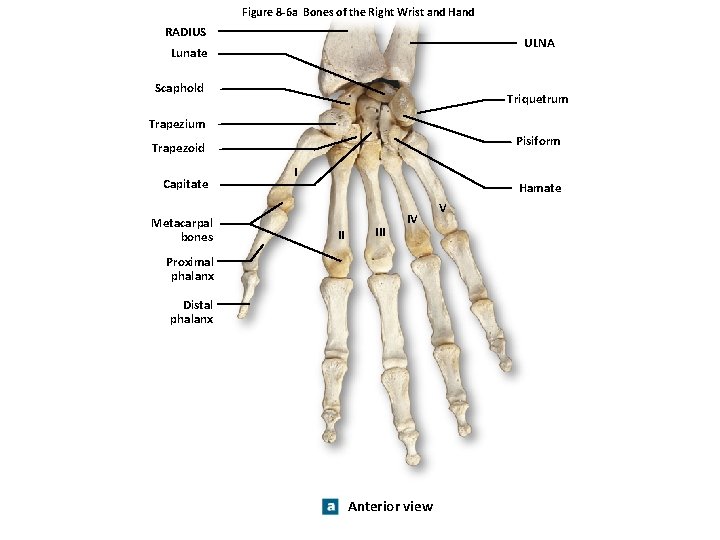 Figure 8 -6 a Bones of the Right Wrist and Hand RADIUS ULNA Lunate
