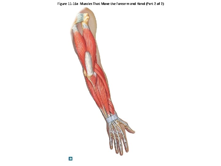 Figure 11 -16 a Muscles That Move the Forearm and Hand (Part 2 of