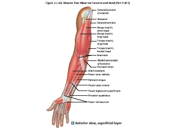 Figure 11 -16 b Muscles That Move the Forearm and Hand (Part 2 of