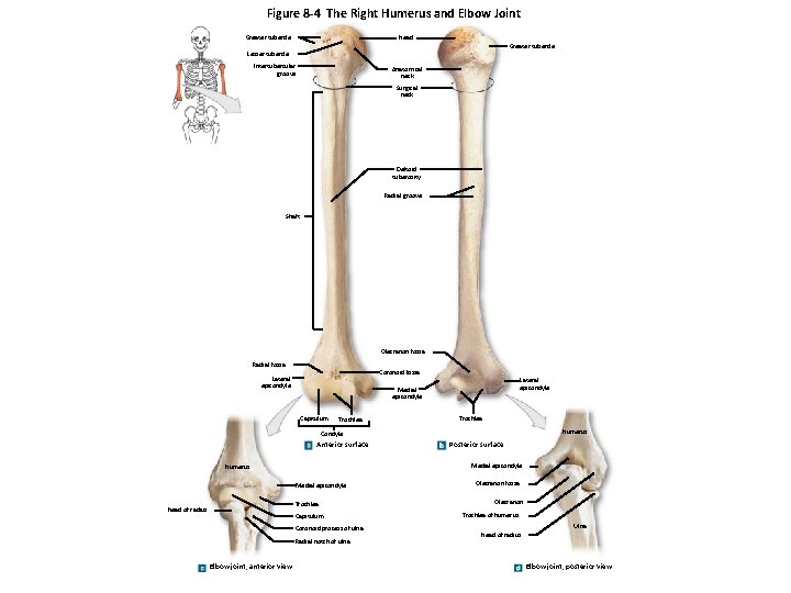 Figure 8 -4 The Right Humerus and Elbow Joint Greater tubercle Head Greater tubercle