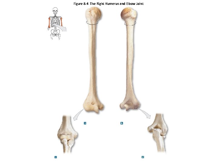 Figure 8 -4 The Right Humerus and Elbow Joint 