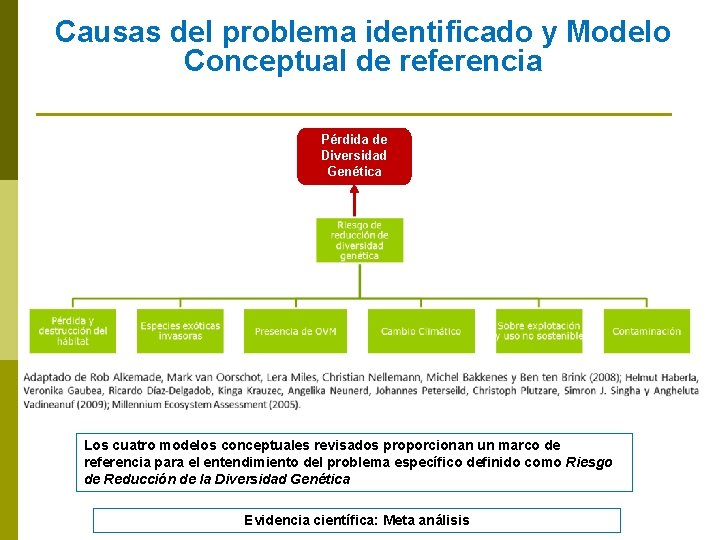 Causas del problema identificado y Modelo Conceptual de referencia Pérdida de Diversidad Genética Los