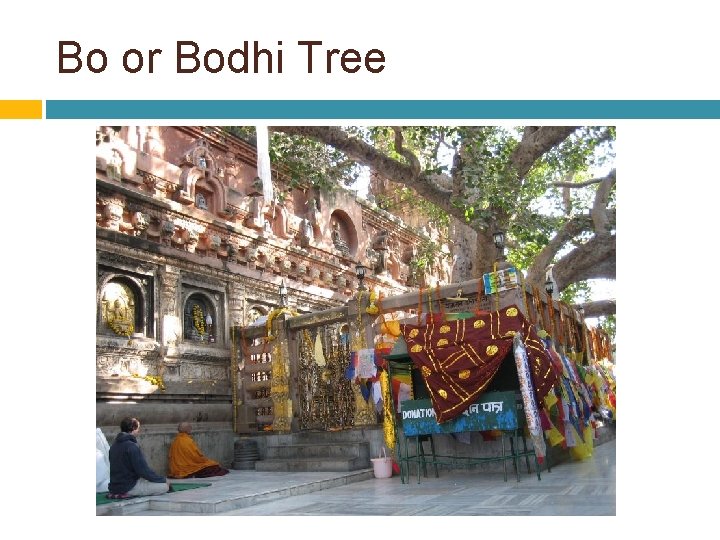 Bo or Bodhi Tree 