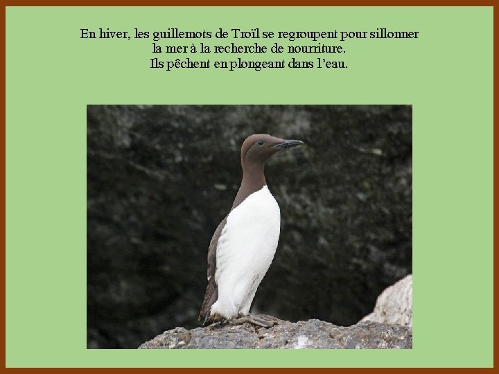 En hiver, les guillemots de Troïl se regroupent pour sillonner la mer à la