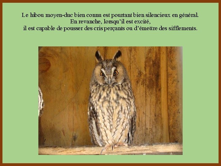 Le hibou moyen-duc bien connu est pourtant bien silencieux en général. En revanche, lorsqu’il