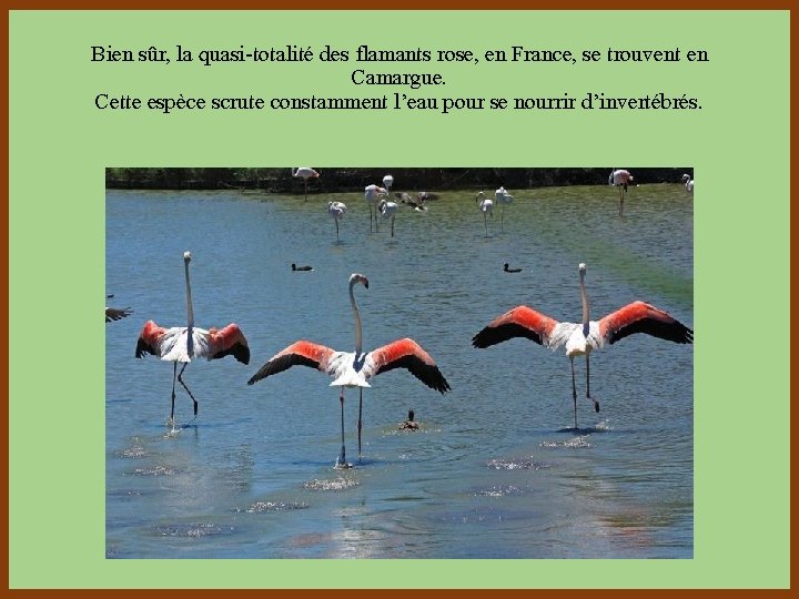 Bien sûr, la quasi-totalité des flamants rose, en France, se trouvent en Camargue. Cette