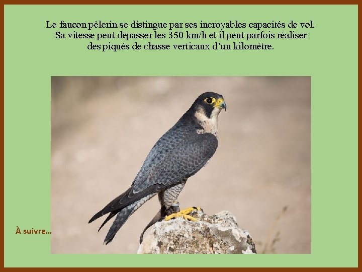 Le faucon pèlerin se distingue par ses incroyables capacités de vol. Sa vitesse peut