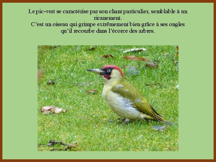 Le pic-vert se caractérise par son chant particulier, semblable à un ricanement. C’est un