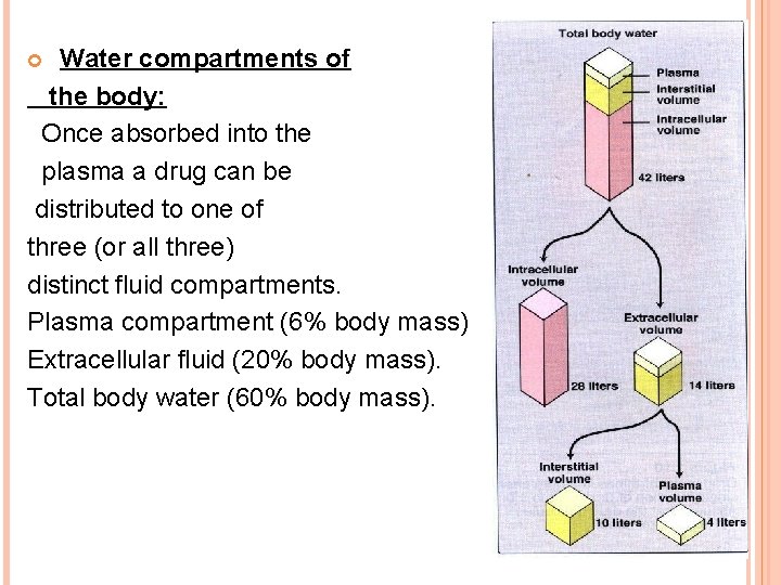 Water compartments of the body: Once absorbed into the plasma a drug can be