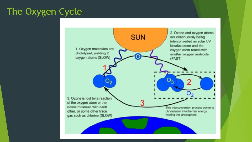 The Oxygen Cycle 