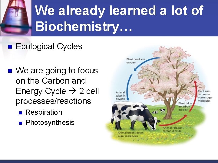 We already learned a lot of Biochemistry… n Ecological Cycles n We are going