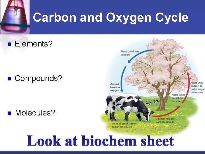 Carbon and Oxygen Cycle n Elements? n Compounds? n Molecules? 