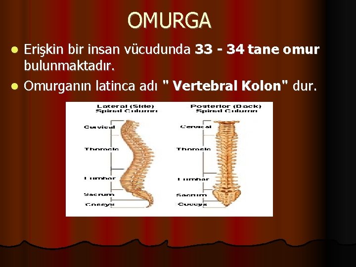 OMURGA Erişkin bir insan vücudunda 33 - 34 tane omur bulunmaktadır. Omurganın latinca adı