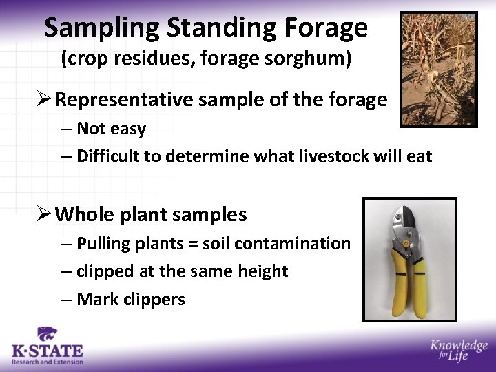 Sampling Standing Forage (crop residues, forage sorghum) Ø Representative sample of the forage –