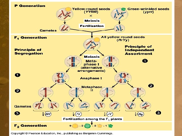 Chapter 15 The Chromosomal Basis of Inheritance Timeline