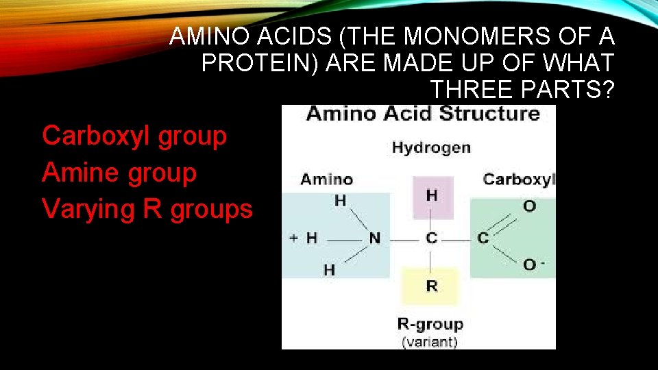 AMINO ACIDS (THE MONOMERS OF A PROTEIN) ARE MADE UP OF WHAT THREE PARTS?