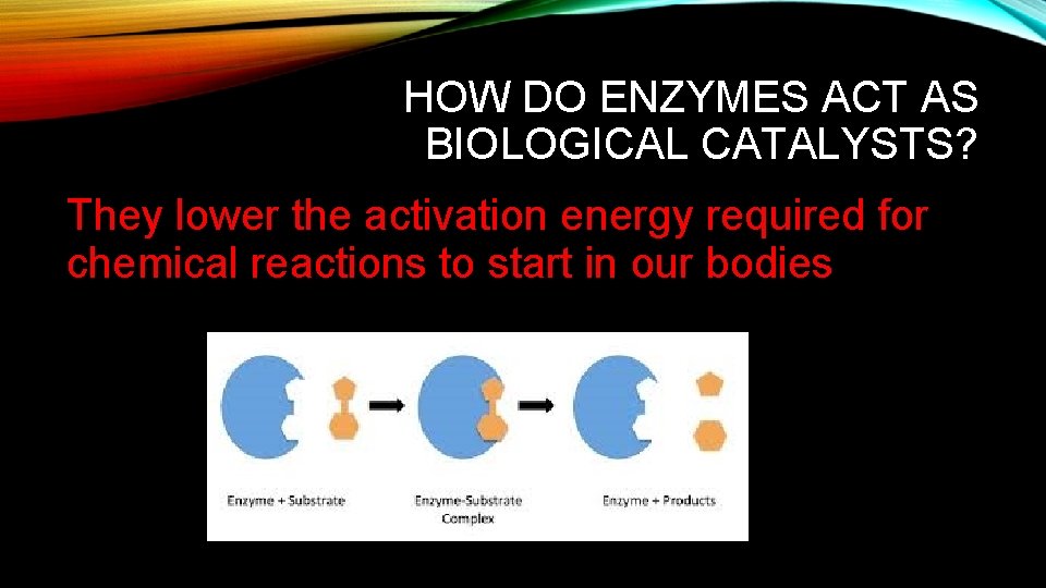 HOW DO ENZYMES ACT AS BIOLOGICAL CATALYSTS? They lower the activation energy required for