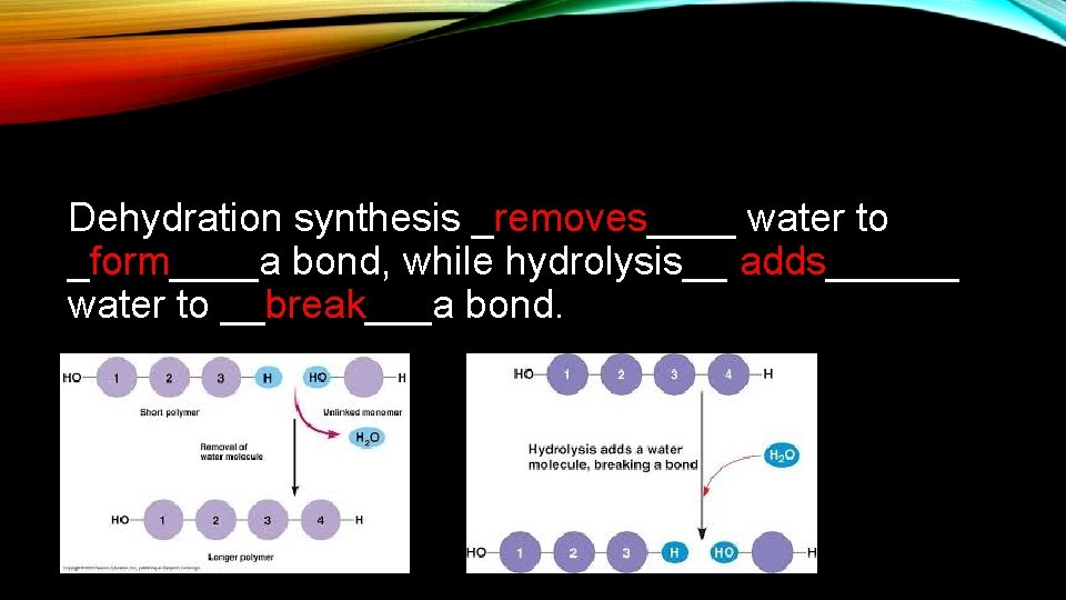 Dehydration synthesis _removes____ water to _form____a bond, while hydrolysis__ adds______ water to __break___a bond.