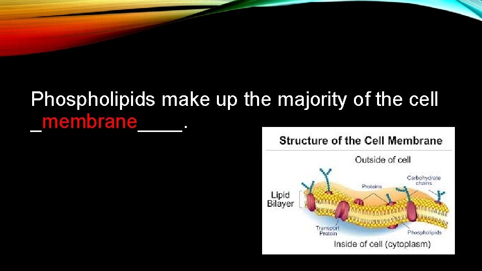 Phospholipids make up the majority of the cell _membrane____. 