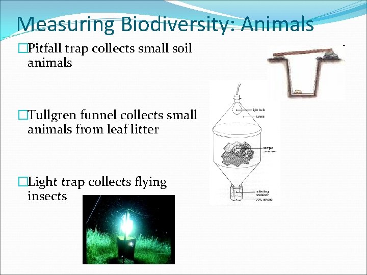 Measuring Biodiversity: Animals �Pitfall trap collects small soil animals �Tullgren funnel collects small animals
