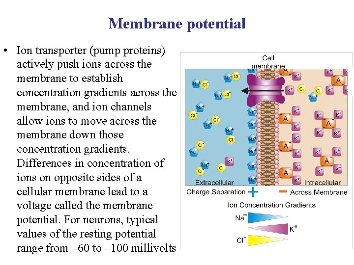 Membrane potential • Ion transporter (pump proteins) actively push ions across the membrane to