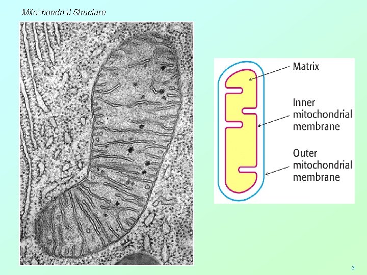 Mitochondrial Structure 3 