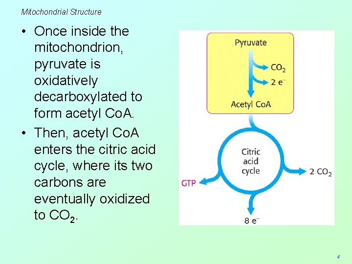 Mitochondrial Structure • Once inside the mitochondrion, pyruvate is oxidatively decarboxylated to form acetyl