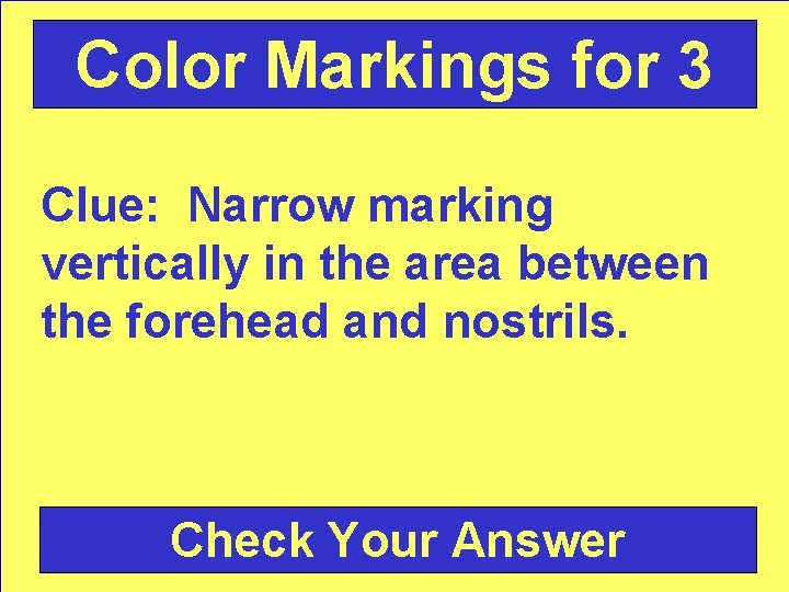 Color Markings for 3 Clue: Narrow marking vertically in the area between the forehead