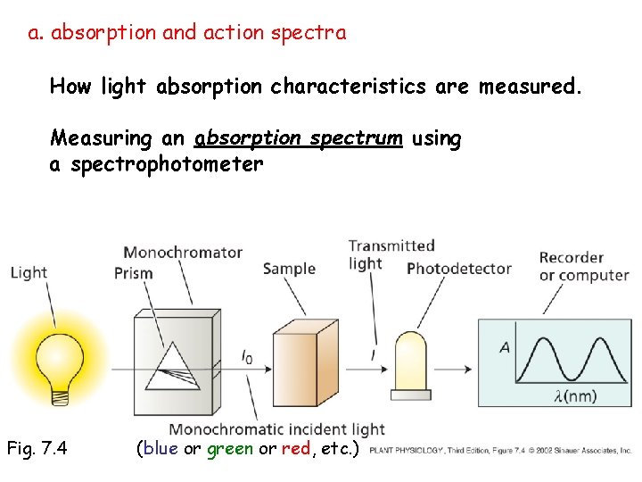 a. absorption and action spectra How light absorption characteristics are measured. Measuring an absorption