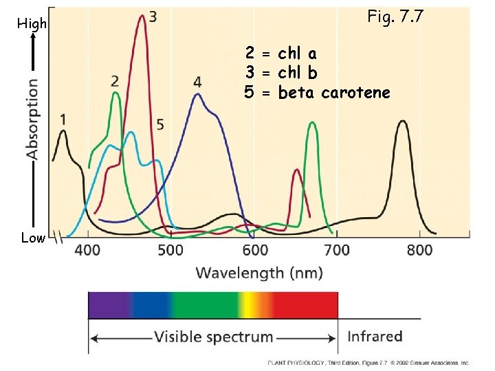 High Fig. 7. 7 2 = chl a 3 = chl b 5 =