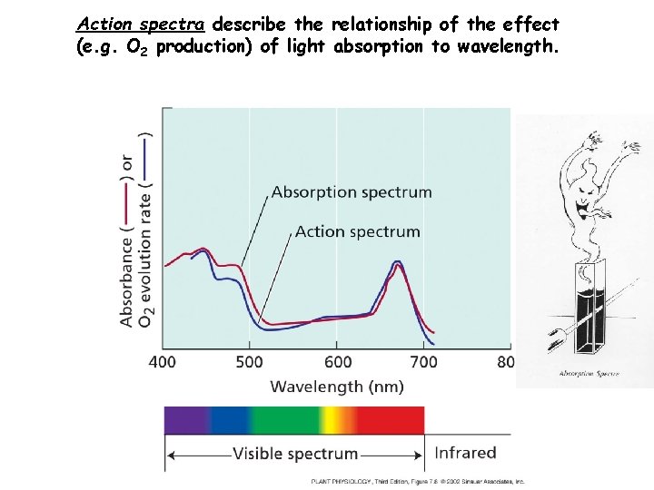 Action spectra describe the relationship of the effect (e. g. O 2 production) of