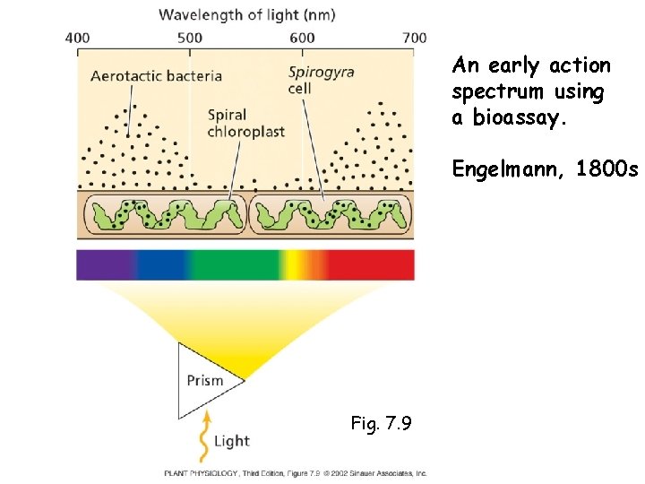 An early action spectrum using a bioassay. Engelmann, 1800 s Fig. 7. 9 