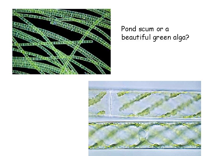 Pond scum or a beautiful green alga? 