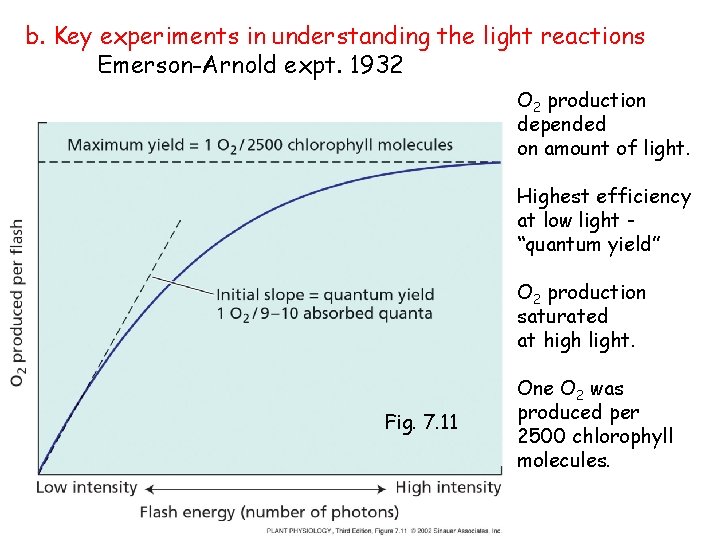 b. Key experiments in understanding the light reactions Emerson-Arnold expt. 1932 O 2 production
