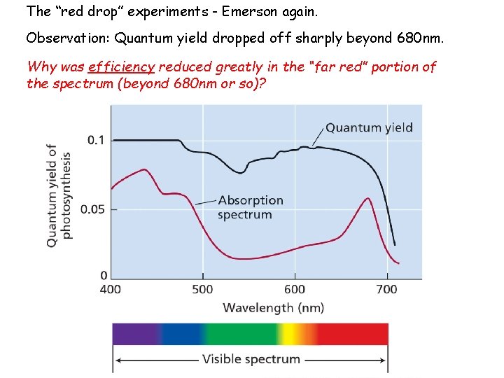 The “red drop” experiments - Emerson again. Observation: Quantum yield dropped off sharply beyond