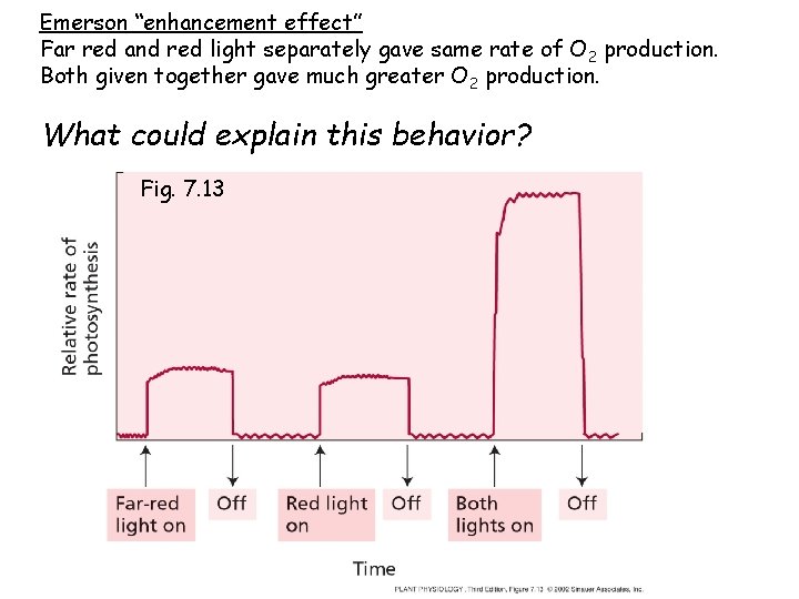 Emerson “enhancement effect” Far red and red light separately gave same rate of O