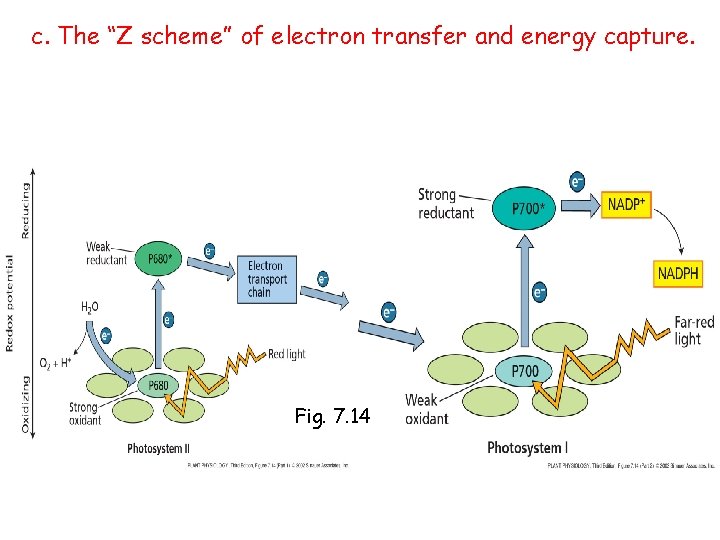 c. The “Z scheme” of electron transfer and energy capture. Fig. 7. 14 