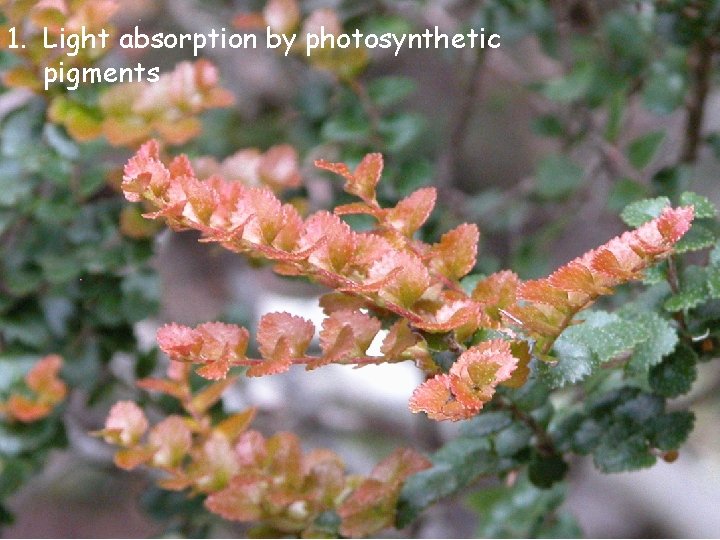 1. Light absorption by photosynthetic pigments 