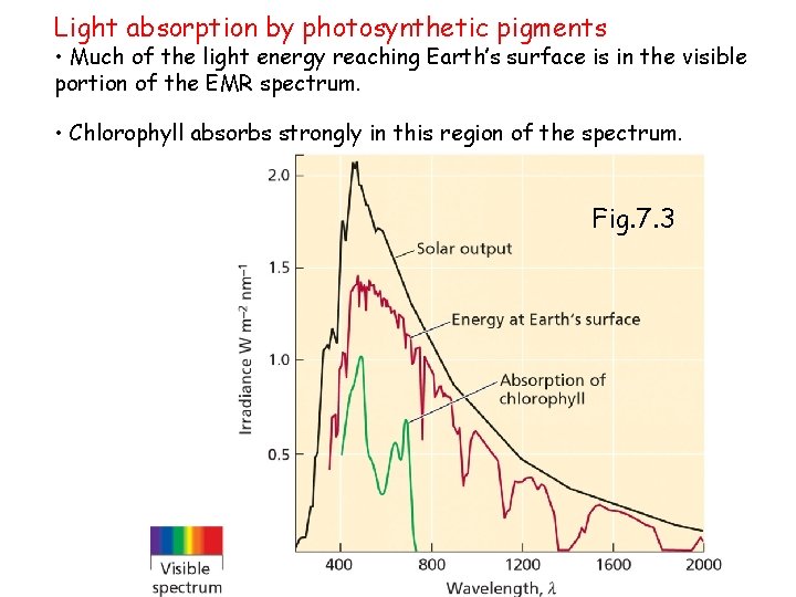 Light absorption by photosynthetic pigments • Much of the light energy reaching Earth’s surface