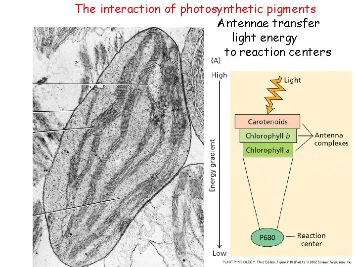 The interaction of photosynthetic pigments Antennae transfer light energy to reaction centers 