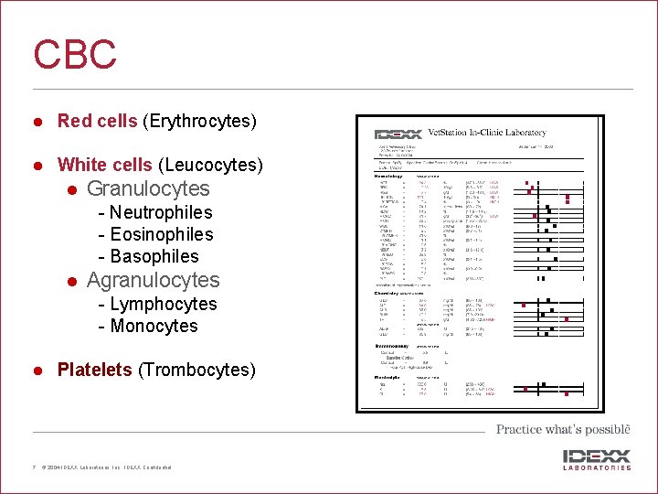 CBC l Red cells (Erythrocytes) l White cells (Leucocytes) l Granulocytes Neutrophiles Eosinophiles Basophiles