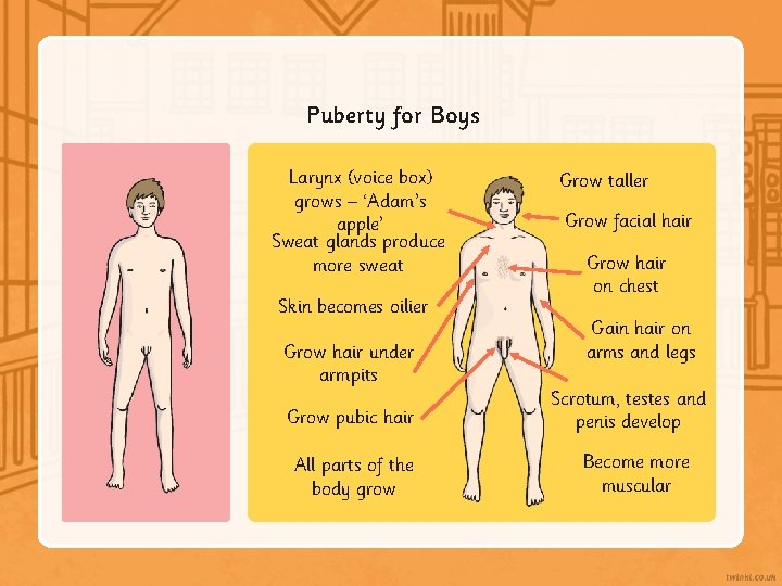 Puberty for Boys Larynx (voice box) grows – ‘Adam’s apple’ Sweat glands produce more