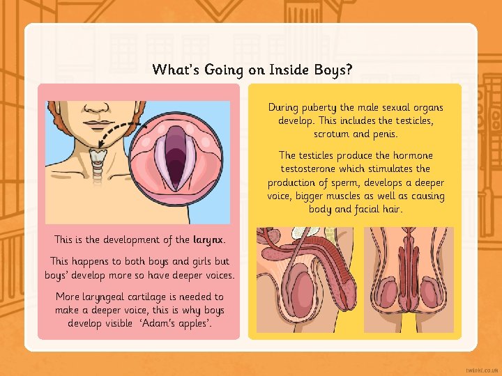 What’s Going on Inside Boys? During puberty the male sexual organs develop. This includes