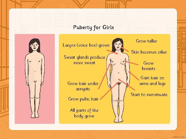Puberty for Girls Larynx (voice box) grows Sweat glands produce more sweat Grow hair