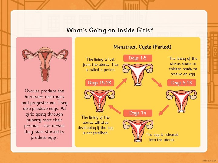 What’s Going on Inside Girls? Menstrual Cycle (Period) The lining is lost from the